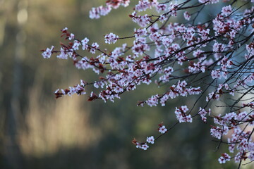 blossom in spring