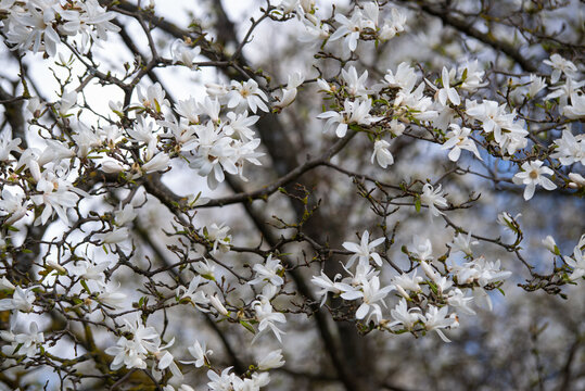 Flowers of Magnolia x Loebneri blossom spring day