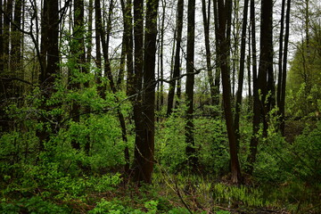 Fototapeta na wymiar wet forest, after a spring rain