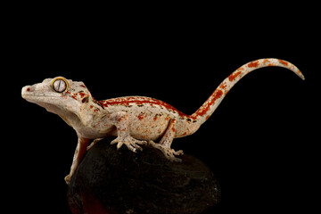 Gargoyle gecko (Rhacodactylus auriculatus)