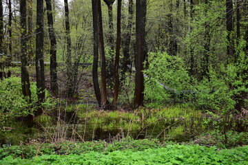 wet forest, after a spring rain