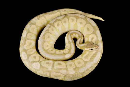 White Ball python (Python regius)
