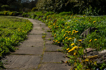 Concrete slab people walking trail with yellow dandelions with green grass and stones growing along...