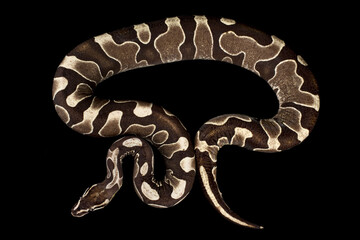 Unique scaleless ball python (Python regius)