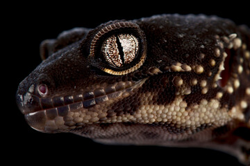 Black knight leopard gecko (Eublepharis macularius)