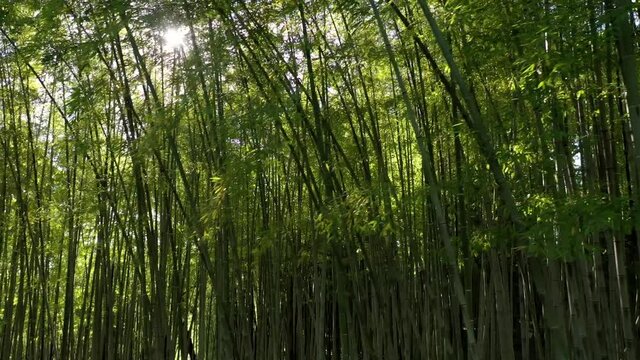 Backlit bamboo trees
Shooting with drone of bamboo trees with reflections of the sun against the light. bamb&ugrave;
