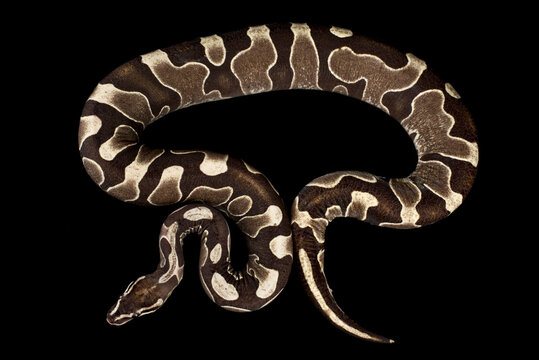 Unique scaleless ball python (Python regius)