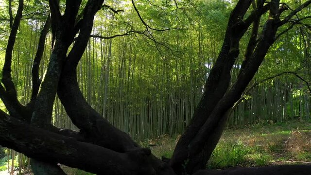 Backlit bamboo trees
Shooting with drone of bamboo trees with reflections of the sun against the light. bamb&ugrave;