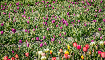 field of tulips