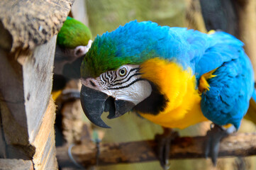 Arara Tucano Natureza