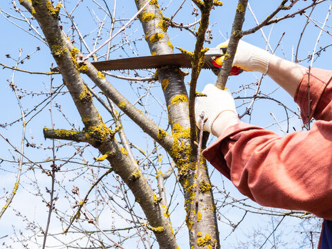 gardener pruns crawn of old cherry tree in spring