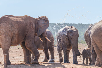 Naklejka premium African Elephant spraying water to cool down