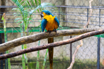 Arara Tucano Natureza