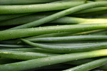 Green onion on green close-up on white background