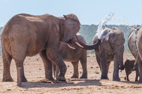 African Elephant spraying water to cool down
