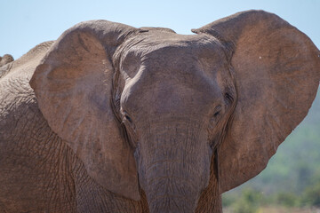 Fototapeta na wymiar African Elephants up close in Nature