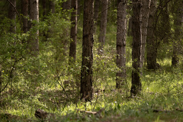 tree in the forest