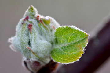 Apple Blossom Bud 01