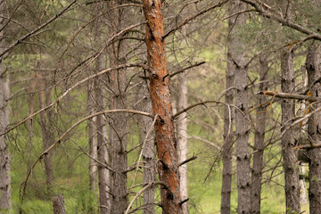 trunk of a tree
