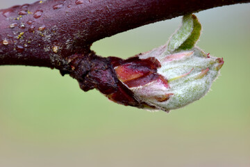Apple Blossom Bud 02