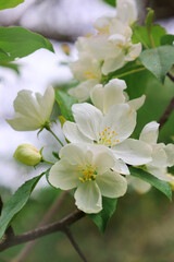 crab apple tree blossom