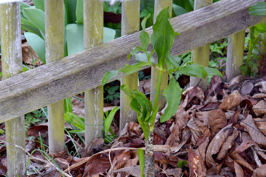 Dragon Arum Green Leaf 01