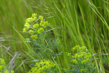 Dolde der Zypressenwolfsmilch in einer Wiese