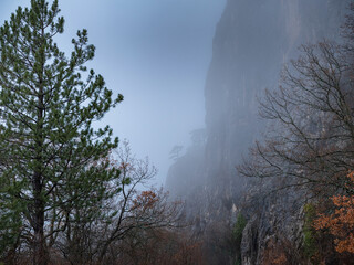 Fototapeta na wymiar the morning autumn forest road in the fog