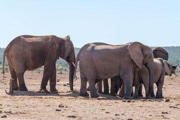 African Elephant family strolling together in the Southern African terrain