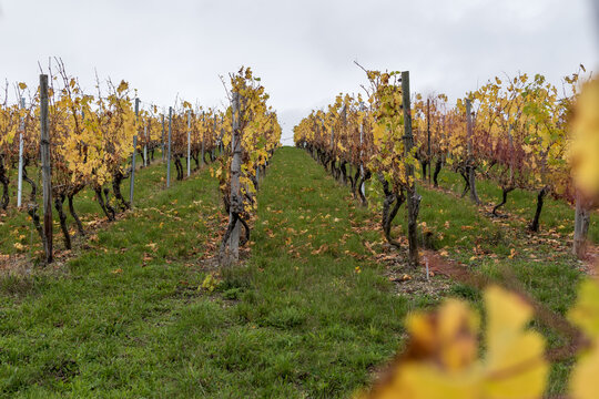 Vineyard in Germany after harvest the in autumn.