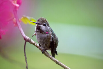 Annas Hummingbird on Branch 03