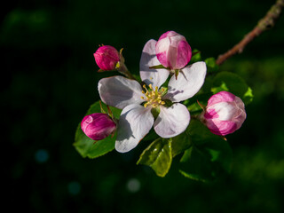 Obraz premium pink and white flowers