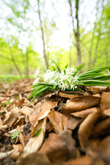 a few wild garlic flowers lined up next to each other, beautiful focus on foreground, Allium ursinum, Amaryllidaceae