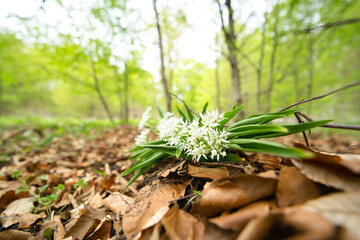 a few wild garlic flowers lined up next to each other, beautiful focus on foreground, Allium ursinum, Amaryllidaceae