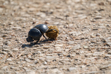 Dung beatles the rolling the Elephant dung