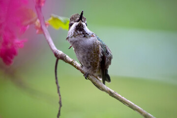 Annas Hummingbird on Branch 14
