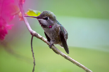 Annas Hummingbird on Branch 17