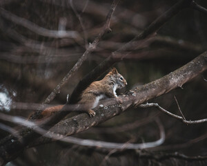 little red squirrel close up sitting in the branches of a tree