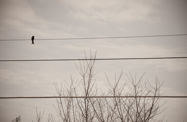 Birds on black and white photography wires