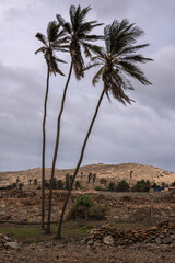 Palmeras en la costa de Ervatao en la isla de Boa Vista en Cabo Verde