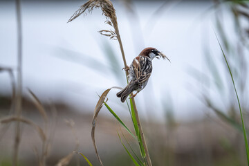 Spanish Sparrow Passer hispaniolensis
