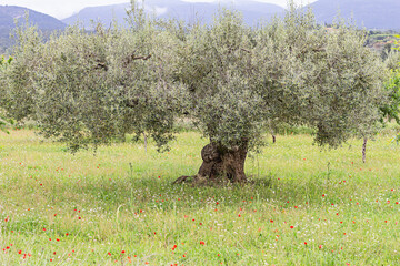 Olivo en la provincia de Castellón, España