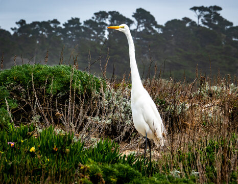 A Great White Heron (Egret) stands among protected sand dunes at Asilomar State Park and Beach along the Monterey Bay of the pacific central coast of California. Monterey Cypress trees in background.