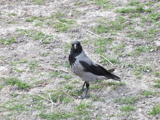 Black and white raven in the garden