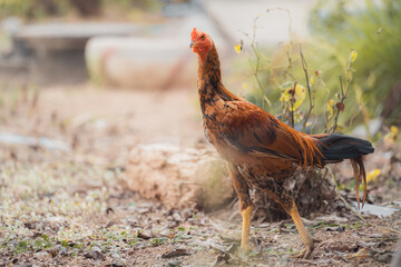 Beautiful animal male rooster with colourfiul feather standing in side view on ground, cock and hen for fighting sport and gambling