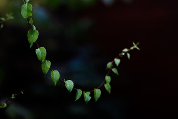 Dark. Green. Summer.