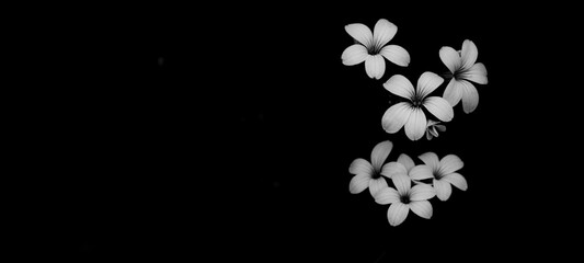 Panorámica flores silvestres en blanco y negro