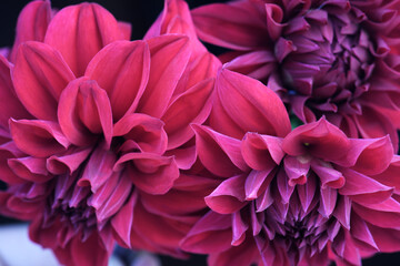 flowers red dahlia, buds close-up.