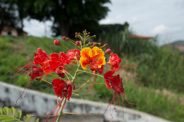 Obraz premium Flores