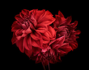 flowers red dahlia, buds close-up. Black background.